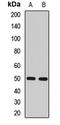 Regulator Of G Protein Signaling 14 antibody, LS-C668151, Lifespan Biosciences, Western Blot image 