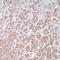 Somatotropin antibody, TA327684, Origene, Immunohistochemistry frozen image 