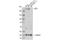 Methylcytosine dioxygenase TET2 antibody, 18950S, Cell Signaling Technology, Western Blot image 