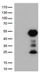 CD32a antibody, LS-C799217, Lifespan Biosciences, Western Blot image 