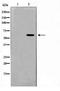 Presenilin 1 antibody, TA347463, Origene, Western Blot image 