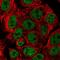 ARRB1 antibody, HPA049318, Atlas Antibodies, Immunofluorescence image 