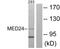 Mediator of RNA polymerase II transcription subunit 24 antibody, GTX87850, GeneTex, Western Blot image 