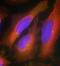 Synaptotagmin 1 antibody, orb14673, Biorbyt, Immunofluorescence image 