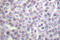 Histone Cluster 4 H4 antibody, LS-C176529, Lifespan Biosciences, Immunohistochemistry paraffin image 