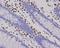 RUNX Family Transcription Factor 2 antibody, M00442, Boster Biological Technology, Immunohistochemistry frozen image 