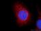 YME1 Like 1 ATPase antibody, 11510-1-AP, Proteintech Group, Immunofluorescence image 