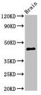 U2AF Homology Motif Kinase 1 antibody, CSB-PA840554LA01HU, Cusabio, Western Blot image 