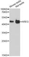 Amphiregulin antibody, LS-C747768, Lifespan Biosciences, Western Blot image 