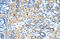 Small Nuclear Ribonucleoprotein U11/U12 Subunit 35 antibody, 29-400, ProSci, Immunohistochemistry frozen image 