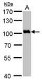 Valosin Containing Protein antibody, TA308570, Origene, Western Blot image 