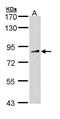 FYVE, RhoGEF And PH Domain Containing 4 antibody, PA5-22062, Invitrogen Antibodies, Western Blot image 