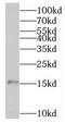 Oocyte Secreted Protein 2 antibody, FNab06510, FineTest, Western Blot image 