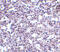 Stromal Interaction Molecule 2 antibody, 4123, ProSci, Immunohistochemistry frozen image 