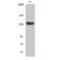 SR-Related CTD Associated Factor 1 antibody, LS-C385977, Lifespan Biosciences, Western Blot image 