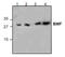 Bcl2 Modifying Factor antibody, GTX59683, GeneTex, Western Blot image 