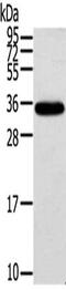 Potassium Calcium-Activated Channel Subfamily M Regulatory Beta Subunit 3 antibody, CSB-PA140706, Cusabio, Western Blot image 