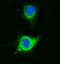 Sorbin And SH3 Domain Containing 3 antibody, A05794, Boster Biological Technology, Immunofluorescence image 