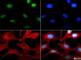 Histone Cluster 2 H3 Family Member D antibody, NB21-1021, Novus Biologicals, Immunocytochemistry image 