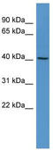 Ras Association Domain Family Member 6 antibody, TA342692, Origene, Western Blot image 