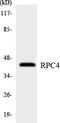 DNA-directed RNA polymerase III subunit RPC4 antibody, LS-C200612, Lifespan Biosciences, Western Blot image 