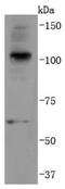 ubiquitin B antibody, NBP2-66759, Novus Biologicals, Western Blot image 