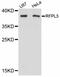 Ret Finger Protein Like 3 antibody, LS-C747469, Lifespan Biosciences, Western Blot image 