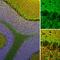 Visinin Like 1 antibody, M06959-2, Boster Biological Technology, Immunofluorescence image 