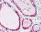 Protein Wnt-4 antibody, TA317958, Origene, Immunohistochemistry frozen image 