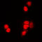 Histone H3 antibody, LS-C353150, Lifespan Biosciences, Immunofluorescence image 