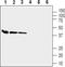 Gap Junction Protein Alpha 4 antibody, PA5-77355, Invitrogen Antibodies, Western Blot image 