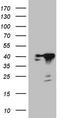 Cytokine Induced Apoptosis Inhibitor 1 antibody, CF808763, Origene, Western Blot image 