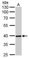 NKX2-5 antibody, LS-C185728, Lifespan Biosciences, Western Blot image 