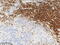 Lca antibody, UM800180, Origene, Immunohistochemistry frozen image 
