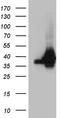 Heterogeneous Nuclear Ribonucleoprotein A0 antibody, TA809308, Origene, Western Blot image 