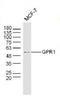 G Protein-Coupled Receptor 1 antibody, orb157288, Biorbyt, Western Blot image 