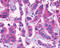 Cholecystokinin A Receptor antibody, TA317638, Origene, Immunohistochemistry paraffin image 