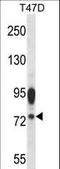 Autocrine Motility Factor Receptor antibody, LS-B10689, Lifespan Biosciences, Western Blot image 