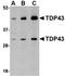 TAR DNA Binding Protein antibody, orb74862, Biorbyt, Western Blot image 