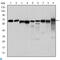 Protein Kinase AMP-Activated Catalytic Subunit Alpha 1 antibody, LS-C814252, Lifespan Biosciences, Western Blot image 