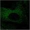 mCherry Tag  antibody, orb11618, Biorbyt, Immunofluorescence image 
