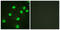 Histone Cluster 4 H4 antibody, LS-B6121, Lifespan Biosciences, Immunofluorescence image 