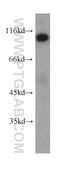 Heat Shock Protein 90 Beta Family Member 1 antibody, 60012-1-Ig, Proteintech Group, Western Blot image 