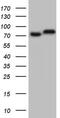 Glycyl-TRNA Synthetase antibody, MA5-26714, Invitrogen Antibodies, Western Blot image 