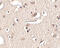 SLIT And NTRK Like Family Member 2 antibody, 4459, ProSci, Immunohistochemistry frozen image 