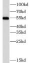 Cholinergic Receptor Nicotinic Alpha 7 Subunit antibody, FNab01679, FineTest, Western Blot image 