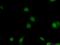 Jun Proto-Oncogene, AP-1 Transcription Factor Subunit antibody, 22114-1-AP, Proteintech Group, Immunofluorescence image 