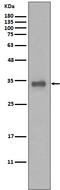 Calponin 1 antibody, M08065-1, Boster Biological Technology, Western Blot image 