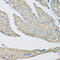SET And MYND Domain Containing 1 antibody, 18-611, ProSci, Immunohistochemistry frozen image 