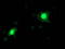 N-Acyl Phosphatidylethanolamine Phospholipase D antibody, TA503892, Origene, Immunofluorescence image 